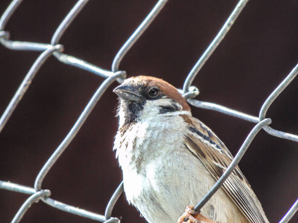 istock closeup shot of a sparrow. bird 1407705212