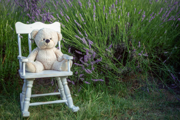 Teddy bear at chair at field at beautiful lavender.
