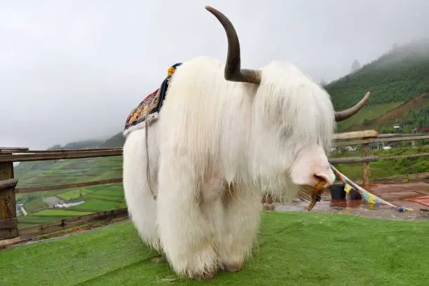 Yak is a large animal in Tibetan high land. It is resistant to very low temperature.
Yaks,with a fat body and long hair, can resist cold and are capable of carrying a heavy load long distances,so they have long been an important transportation "tool" on the plateau.
White yak is grade I protected species of China. 
White yak is very popular with the tibetans,
It is a symbol of good luck and happy.