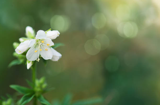 istock wildflower white flower close-up, 1407708138