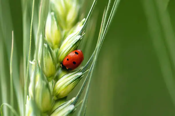 Photo of Green wheat with ladybug