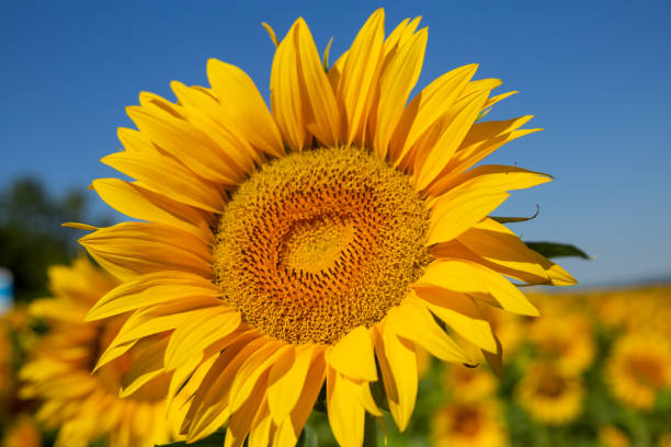 istock Close up of a sunflower (Helianthus annuus) 1407708996
