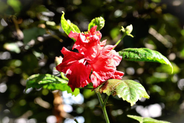 istock Red Hibiscus flower rose sinensis garden 1407709268