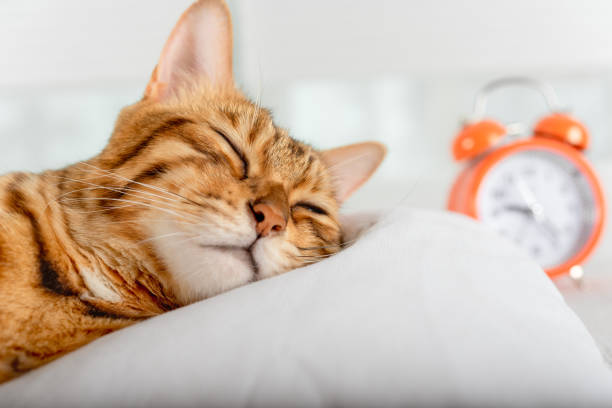 A beautiful red cat is resting on a pillow. Sleeping Bengal cat.