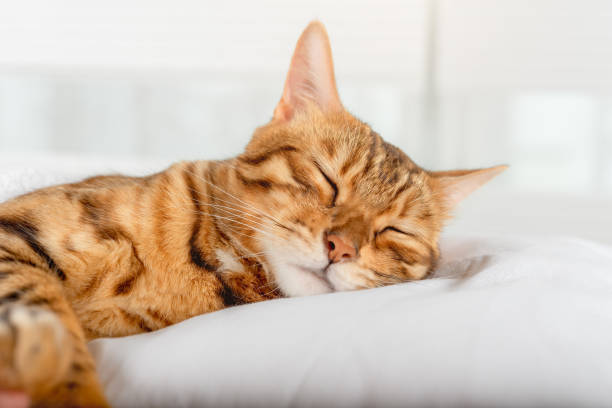 istock Bengal domestic cat sleeps on a pillow. 1407710294