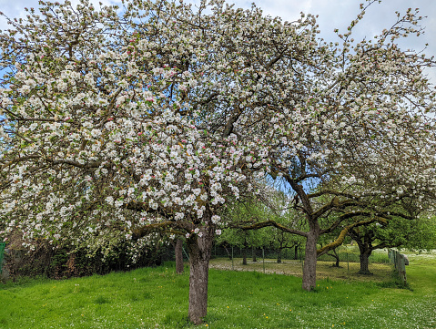 Fruit trees in bloom  in the Taubergießen Bootsfahrten or Nature Reserve near Rust Germany on the levee or riverbank of the Rhine River along the border with France