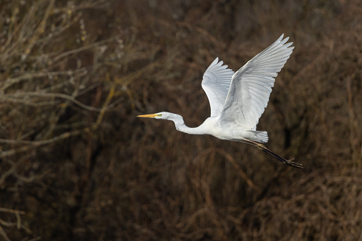 Great egret (Ardea alba) flying in the morning sun in front of a forest.