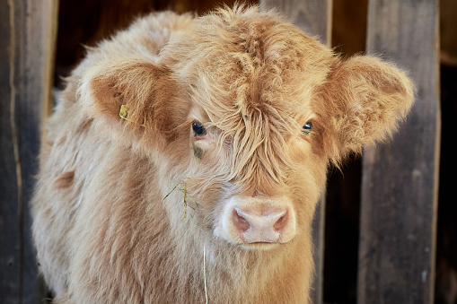 Portrait of a Scottish Highland cattle. The Scottish Highlanders are used in the nature conservation of the Veluwe to ensure that heather areas do not grow densely. The Highlander grazes undisturbed during a rain shower.