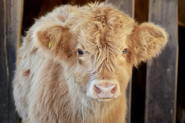 Close-up of a young Scottish highland calf in the barn on the farm. Germany, 2022.