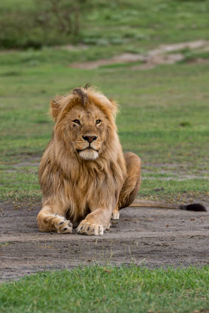 istock Lion Sitting in Savannah 1407712427