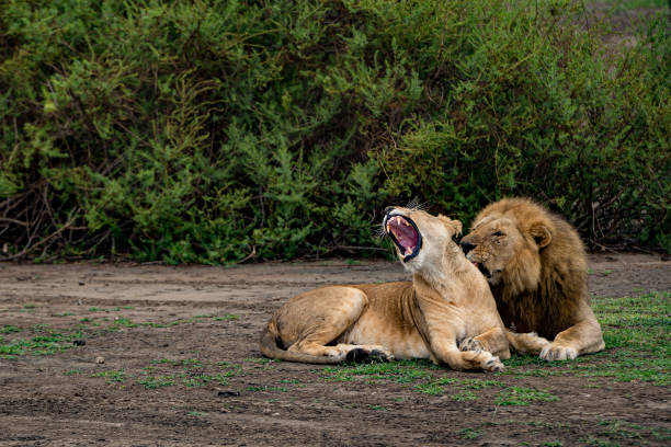 istock Lion and Lioness Love bite 1407712431