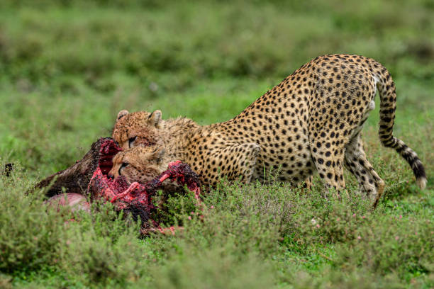 Cheetah brothers on wildebeest kill stock photo