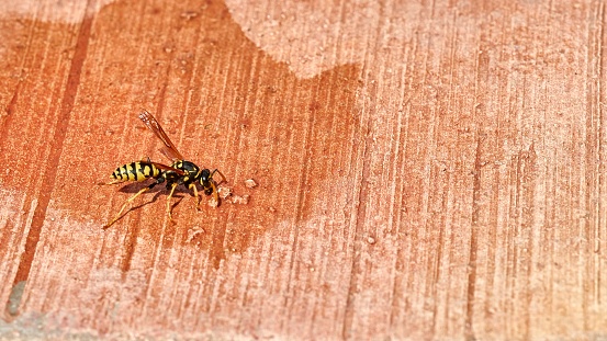 Close up of a black and yellow wasp trying to hydrate by drinking water from a puddle on the ground of the edge of a swimming pool