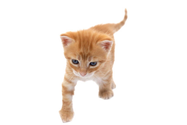 A beautiful orange tabby kitten with blue eyes, five weeks old. Isolated on white background. Walking forward.