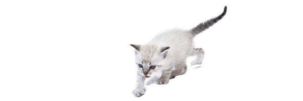 istock A beautiful white/gray tabby kitten with blue eyes, five weeks old. Isolated on white background. 1407713907