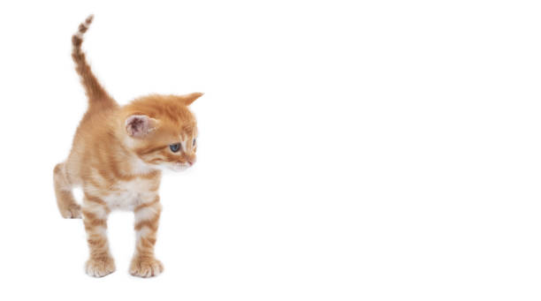 istock A beautiful orange kitten with blue eyes, five weeks old. Isolated on white background. Banner web. 1407713908