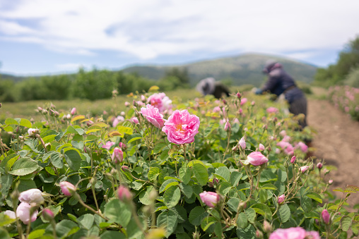 Farmers harvesting the Isparta oil rose flower.Agricultural Occupation