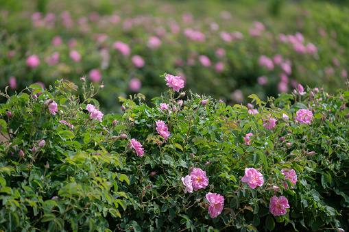 Many rows with bloomed roses in an agricultural field before harvesting.