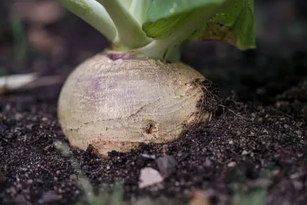 Turnip in the soil