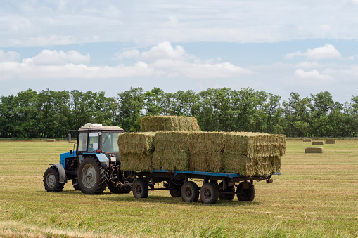 A tractor carries bales of hay on a trailer through a harvested hayfield. Transportation of hay bales. Tractor removes bales of hay from the field after harvesting. Cleaning Harvesting of animal feed