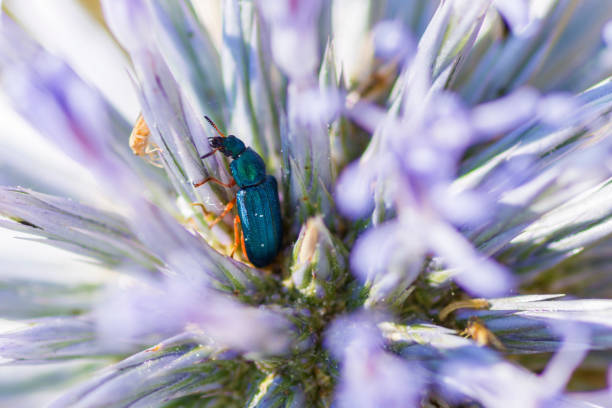 Melyris bicolor beetle on a thistle flower, Melyris bicolor Fabricius, 1801