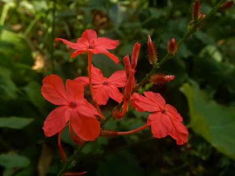 Plumbago indica, the Indian leadwort, scarlet leadwort or whorled plantain, is a species of flowering plant in the family Plumbaginaceae, native to Southeast Asia, Indonesia, the Philippines, and Yunnan in southern China