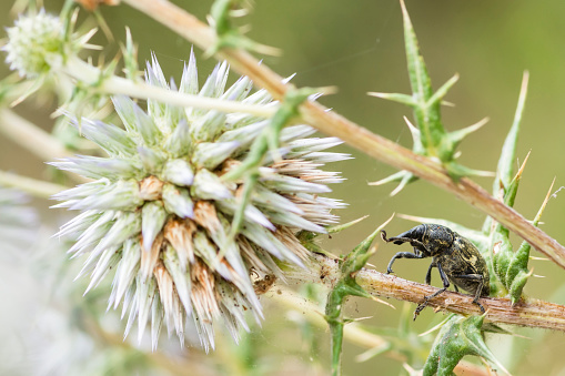 Selective focus on a Larinus Onopordi true weevil on a thistle