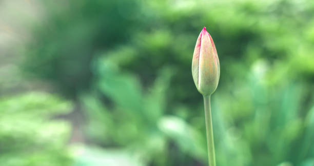 non un bocciolo di tulipano in fiore su uno sfondo di erba verde. sfondo naturale. - bud flower tulip flowers foto e immagini stock