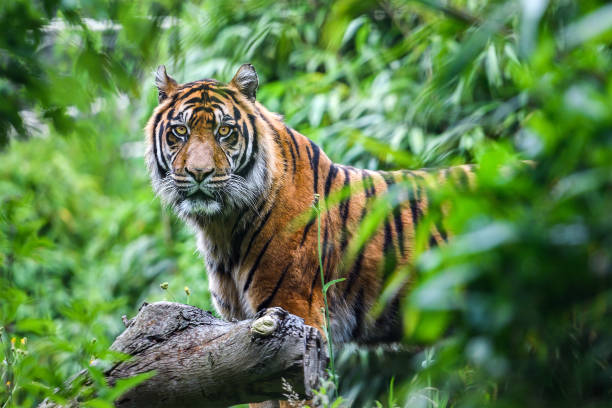 istock Close-up of Siberian tiger 1407718566