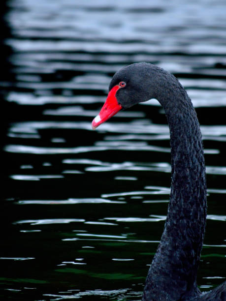 istock Lake and black swan 1407720729