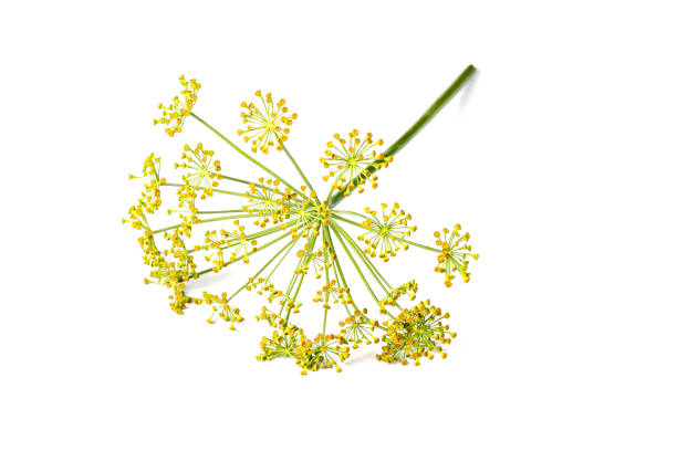 白い背景に孤立したフェンネルの花咲く枝。白い背景に新鮮なディルの花。食品の風味付けのためのスパイス。 - fennel dill flower isolated ストックフォトと画像
