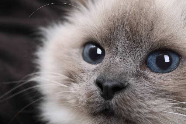 istock Birman cat with beautiful blue eyes on dark background, closeup 1407722292