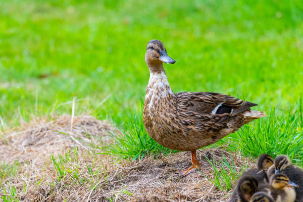 istock a mother duck with her ducklings  in the great outdoors by a stream 1407722496