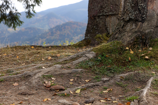 Roots of big old tree in forest