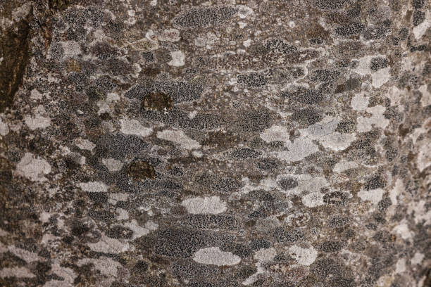 Texture of tree bark as background, closeup view