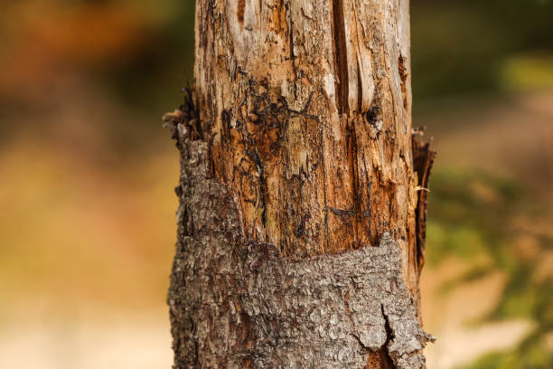 istock Texture of damaged bark on tree trunk outdoors, closeup 1407723494