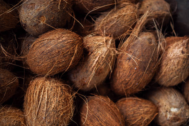 istock Lots of fresh ripe coconuts, solid background. Gifts of nature 1407723932