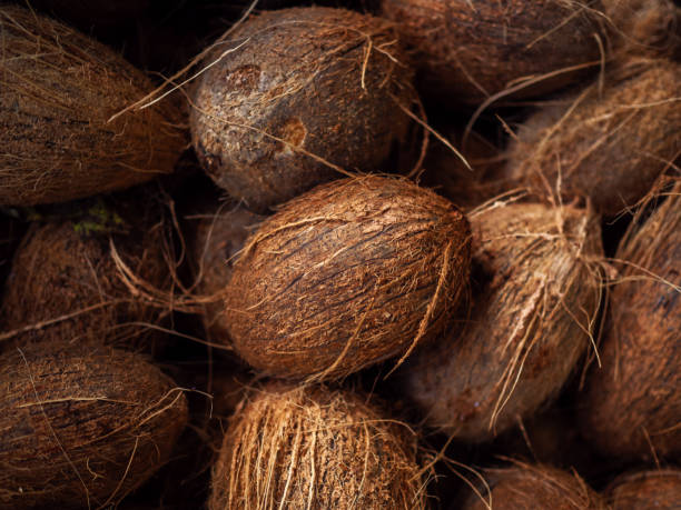 Lots of fresh ripe coconuts, solid background. Gifts of nature
