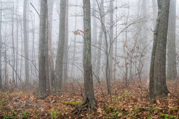 버지니아 주 윈터그린 리조트 스키 타운의 시더 클리프스 하이킹 트레일에서 아침 안개가 자욱한 날씨에 매혹적인 마법의 숲에서 나무 줄기 나뭇 가지 - dense fog 뉴스 사진 이미지
