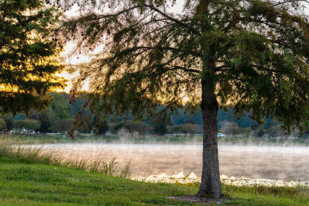Pooler, Georgia town near Savannah with morning sunrise sunlight landscape view at a lake pond with tree in foreground rising mist fog from water vapor on cold night and nobody stock photo