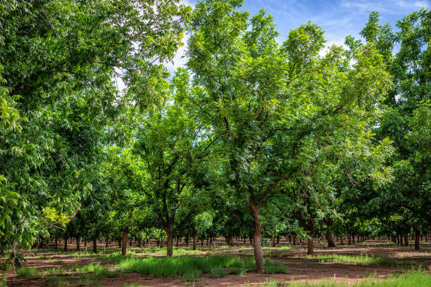 la luz, ciudad de nuevo méxico cerca de alamogordo con grandes hileras de pistachos creciendo y nadie durante el soleado día de verano y suelo rojo - alamogordo fotografías e imágenes de stock