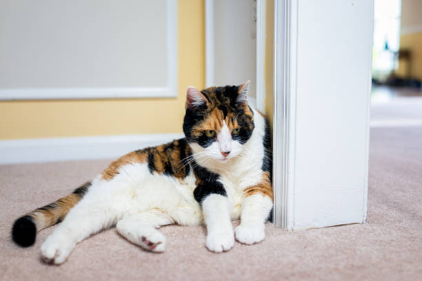 Closeup of cute old calico cat lying down on carpet floor of house home apartment living room by wall corner with white fur stock photo