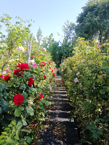 Rose garden with various roses in istanbul
