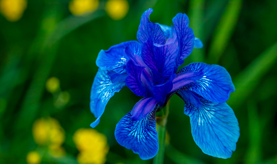 a huge blue flower on a background of yellow flowers, macro photo