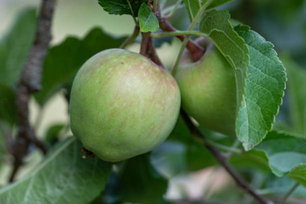 Select focus and close-up of two small green apples together on a branch of an apple tree. Unripe. stock photo