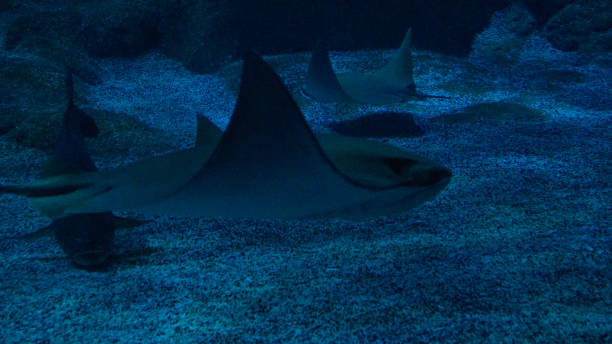 istock Beautiful fish under water in a large aquarium 1407729857