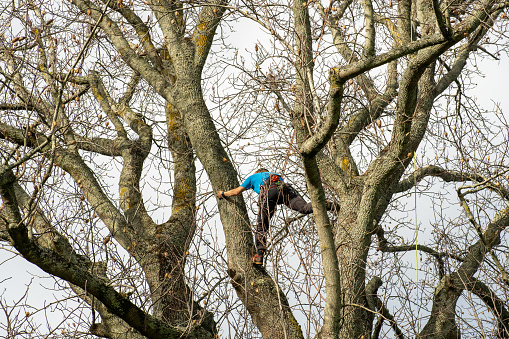 Tauranga New Zealand - July9 2022;Young woman high in leafless tree trimming safely secured by ropes wearing helmet.