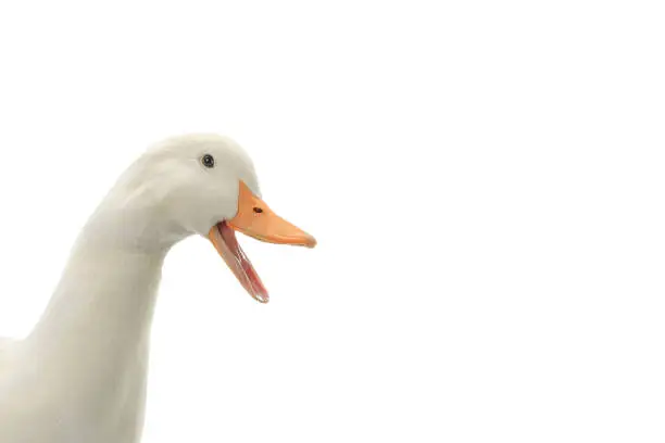 Photo of portrait duck on a white background