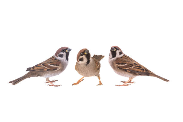 sparrows isolated on a white background sparrows isolated on a white background passer domesticus stock pictures, royalty-free photos & images