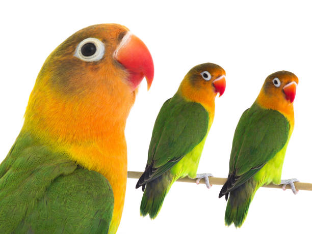 istock fischeri lovebirds parrot on a white background 1407731795
